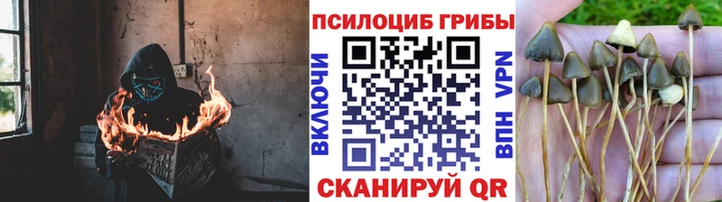Псилоцибиновые грибы Magic Shrooms  даркнет сайт  Кизилюрт 