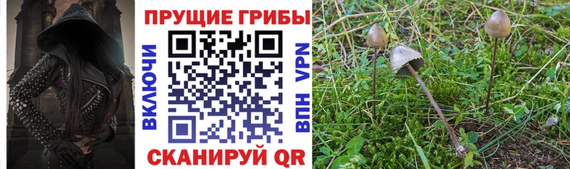 Псилоцибиновые грибы Psilocybine cubensis Кизилюрт