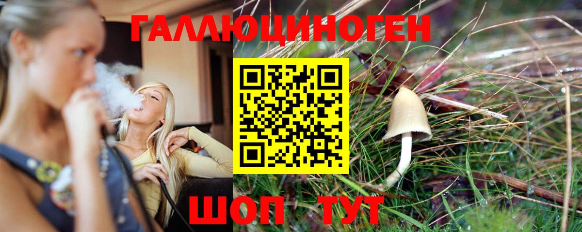Псилоцибиновые грибы Psilocybe Кизилюрт